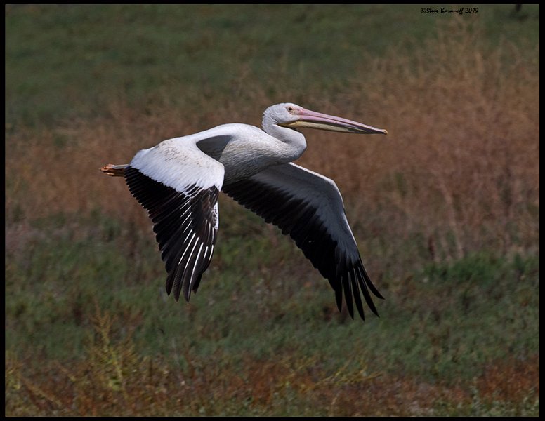 _8SB9359 american white pelican.jpg